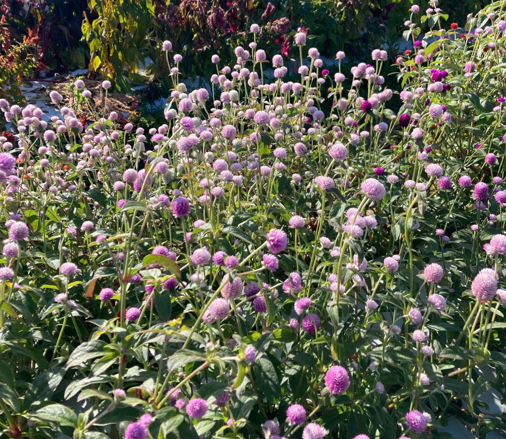 The Queer Corner | For the love of lavender: Colorful queer&nbsp;resistance